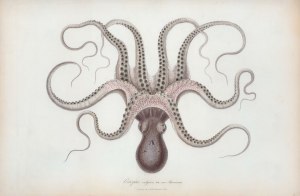 octopus